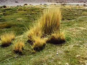 graminee de l'altiplano
