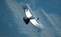 condor andino cañon del colca