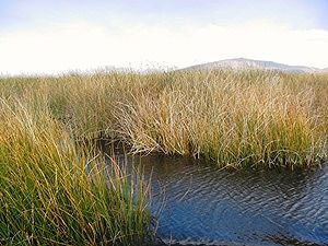 jonc d'amerique du sud