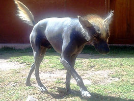 perro sin pelo peruano